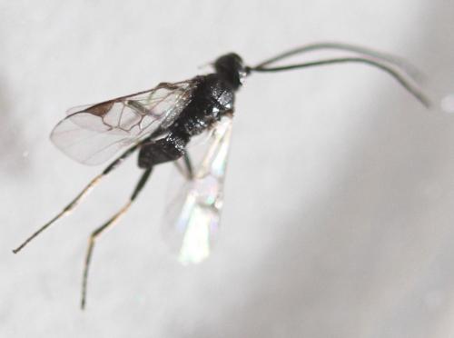 Réf. 199 825 : Microgastrinae inconnu